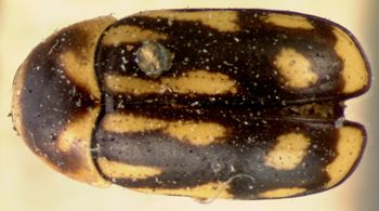 Media type: image; Entomology 9261   Aspect: habitus dorsal view